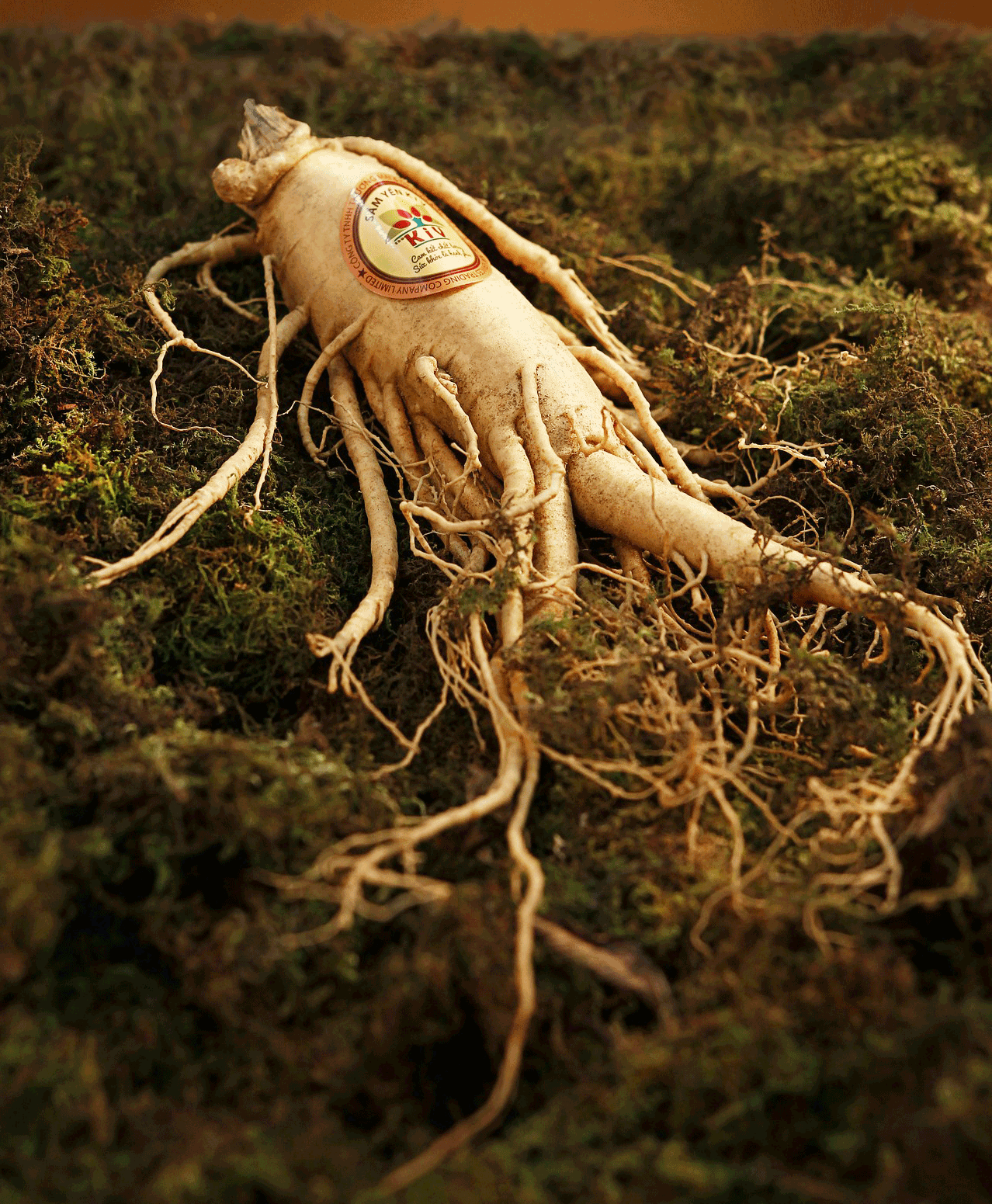 党参和黄芪都是补益之剂，都可以和人参合用，（图片来源：pixabay）