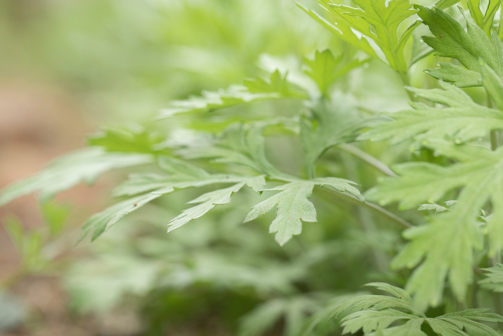 艾草