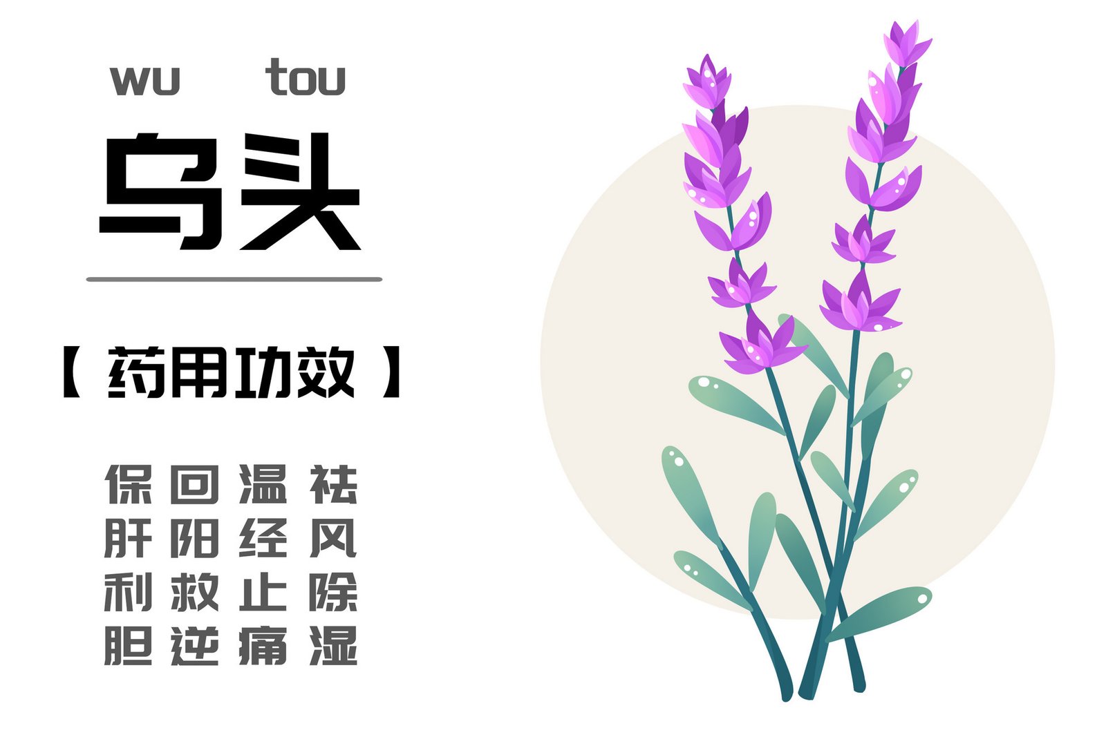 乌头功效 乌头副作用 乌头花 乌头中药 - 美国 网上药店 华人 中国 药店 药房 网上 在线 网络 买药 买 补肾 中药 中成药 药店 药房 ...