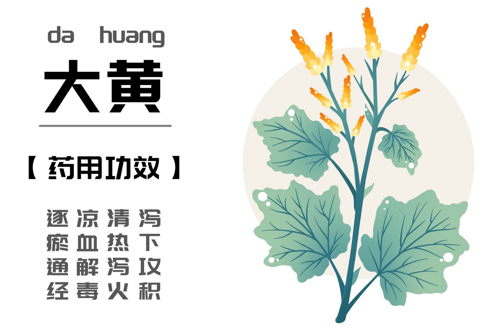 大黄中药的功效 大黄副作用 大黄怎么吃 大黄用量 中药材 - 美国 网上药店 华人 中国 药店 药房 网上 在线 网络 买药 买 补肾 中药 ...