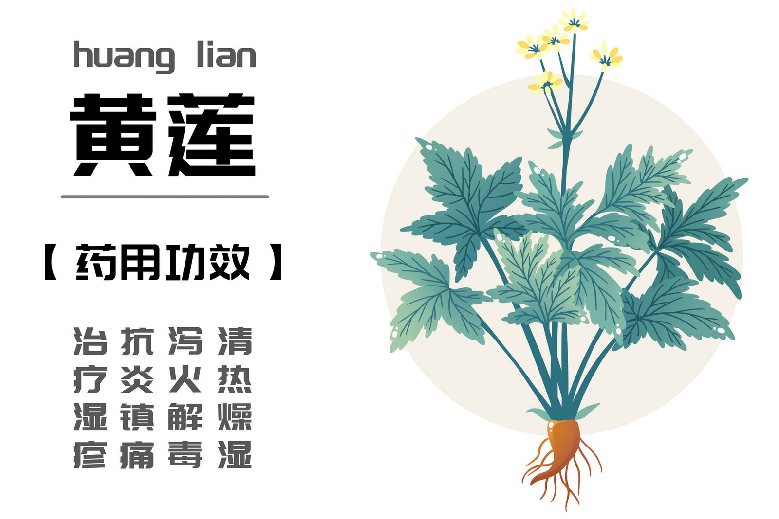 黄连功效 黄连副作用 黄连怎么吃 黄连中药 - 美国 网上药店 华人 中国 药店 药房 网上 在线 网络 买药 买 补肾 中药 中成药 药店 ...